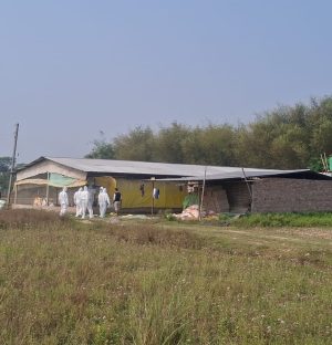 मोरङ,सुनसरी र झापामा बर्डफ्लू संक्रमण फैलियो,६० हजारभन्दा बढी कुखुरा नष्ट