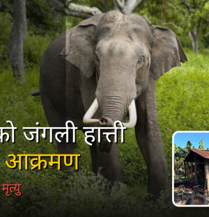 फेरि रगतले रङ्गियो चितवनः ध्रुवे हात्तीले आमाछोराको घरभित्रै ज्यान लियो