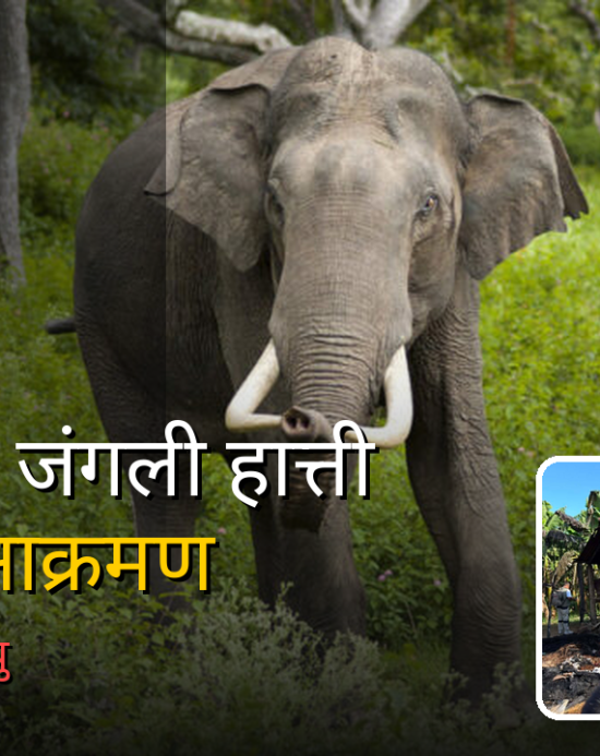 फेरि रगतले रङ्गियो चितवनः ध्रुवे हात्तीले आमाछोराको घरभित्रै ज्यान लियो